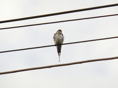 Hirundo smithii