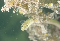 Syngnathus rostellatus