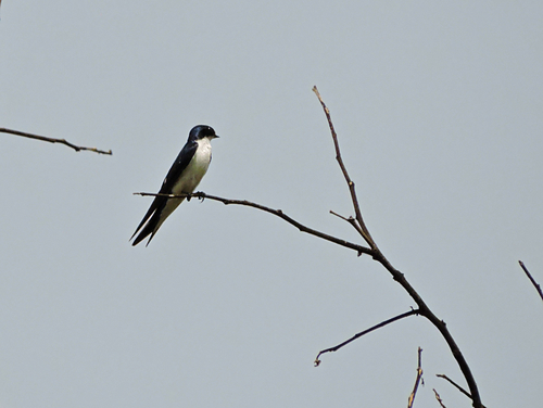 Pied-winged Swallow