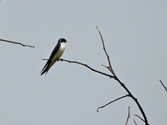 Hirundo leucosoma