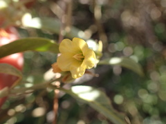 Hermannia lancifolia