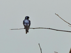 Hirundo leucosoma
