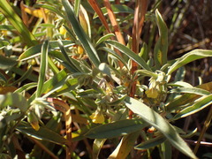 Hermannia lancifolia