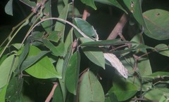Anolis lemurinus