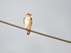 Hirundo aethiopica