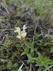 Scutellaria supina