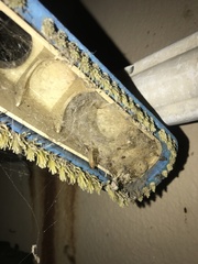 Latrodectus geometricus