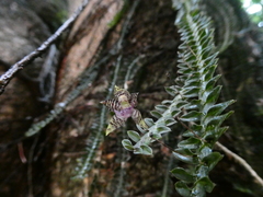 Dichaea neglecta