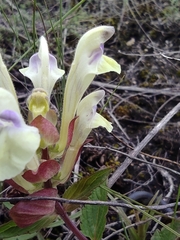 Scutellaria supina