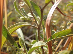 Hermannia lancifolia