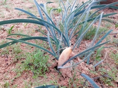 Gethyllis gregoriana