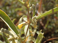 Hermannia lancifolia