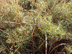 Hermannia lancifolia