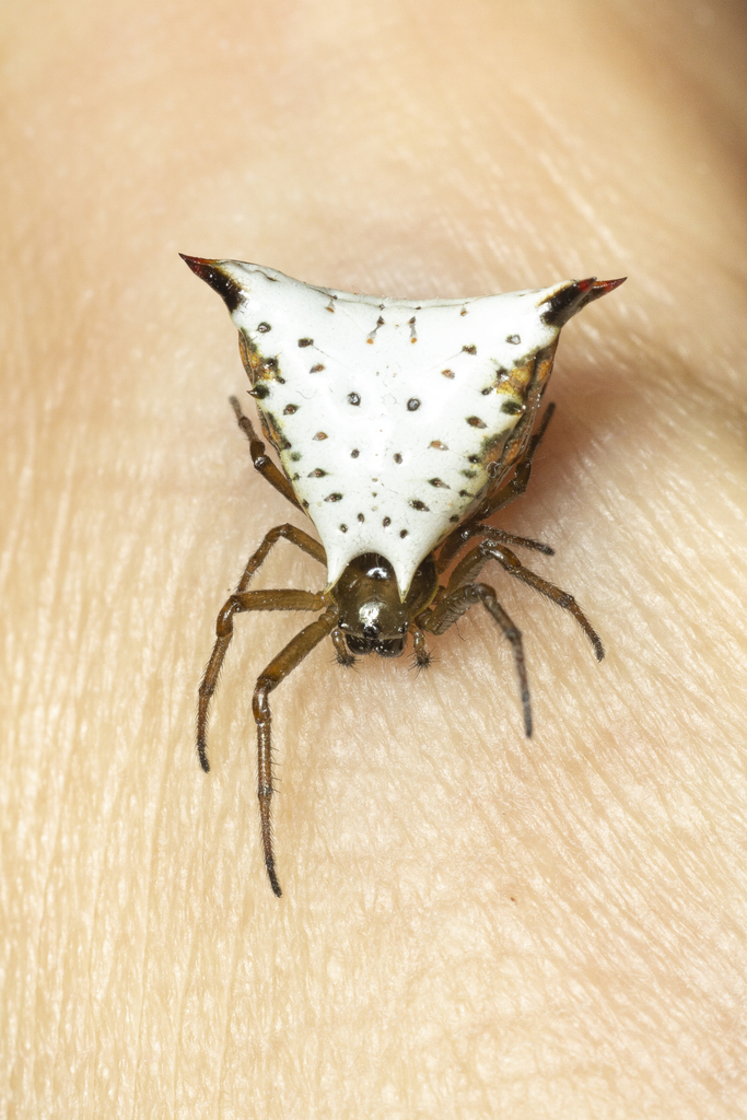 orb weavers