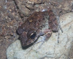 Craugastor aurilegulus