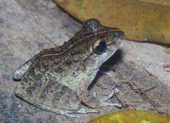 Craugastor aurilegulus