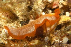 Phrikoceros
