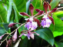Encyclia phoenicea