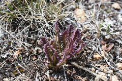 Pedicularis sudetica