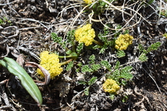 Oreoxis alpina