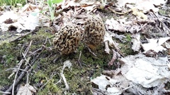 Morchella steppicola