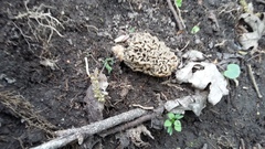 Morchella steppicola
