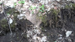 Morchella steppicola