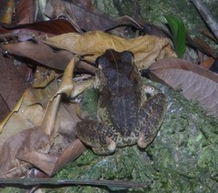 Craugastor aurilegulus