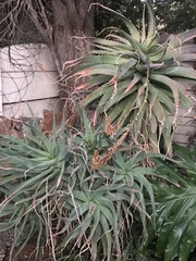 Aloe arborescens