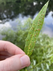 Aculus