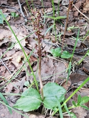 Neottia cordata
