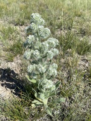Oreocarya thyrsiflora