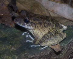 Craugastor aurilegulus