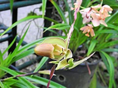 Phragmipedium