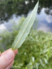 Aculus