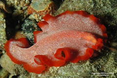 Phrikoceros
