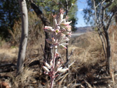 Kalanchoe winteri