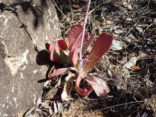Kalanchoe winteri Gideon F.Sm., N.R.Crouch & Mich.Walters