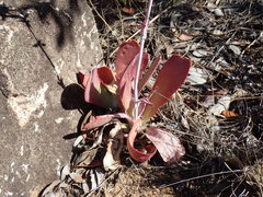 Kalanchoe winteri