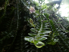 Dichaea neglecta