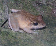 Craugastor aurilegulus