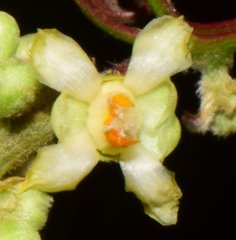 Paullinia sessiliflora