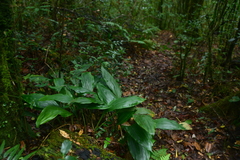 Calanthe aristulifera