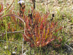 Drosera linearis