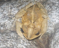 Incilius leucomyos