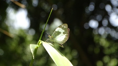 Dismorphia crisia foedora