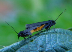 Lepidoptera