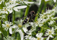 Leucozona laternaria