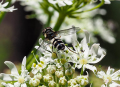 Leucozona laternaria