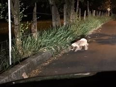 Choloepus didactylus